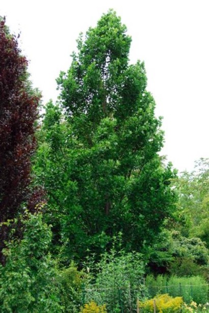 Високе дерево Фастігіатум для великих садів.